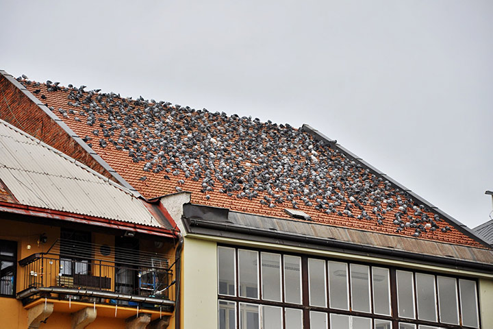 A2B Pest Control are able to install spikes to deter birds from roofs in Kenilworth. 