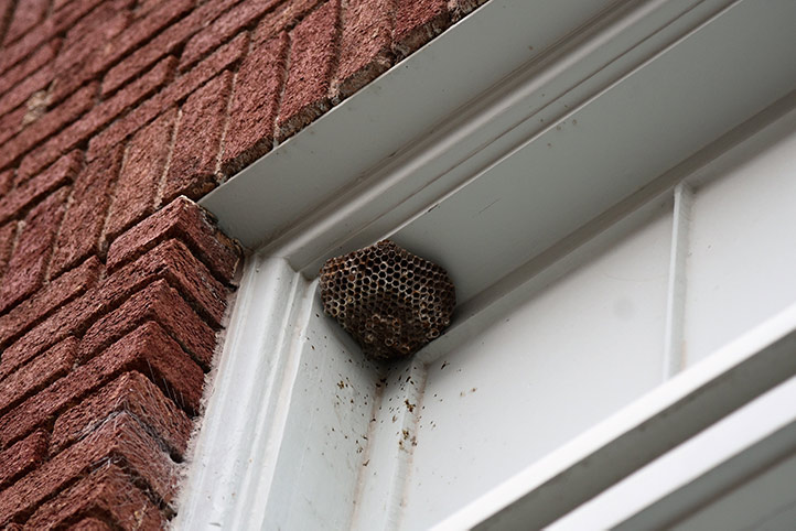 We provide a wasp nest removal service for domestic and commercial properties in Kenilworth.